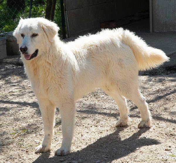 ADOTTA IL DOLCE LUCKY Foto 5